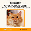 The Most Affectionate Cats