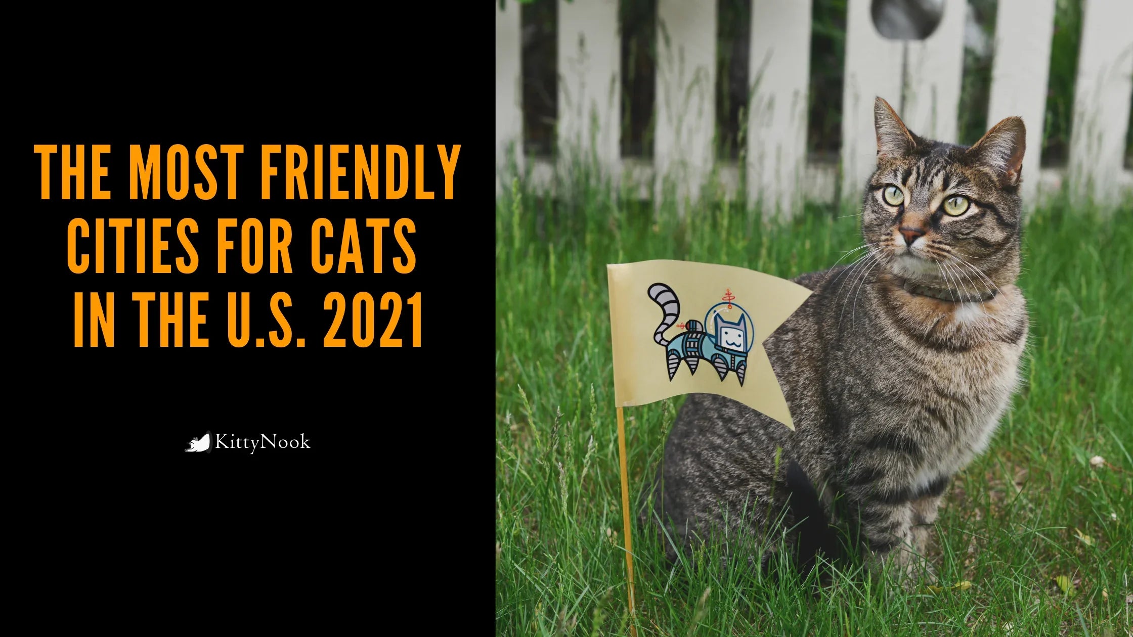 The Most Friendly Cities for Cats In the U.S. 2021 - KittyNook Cat Company