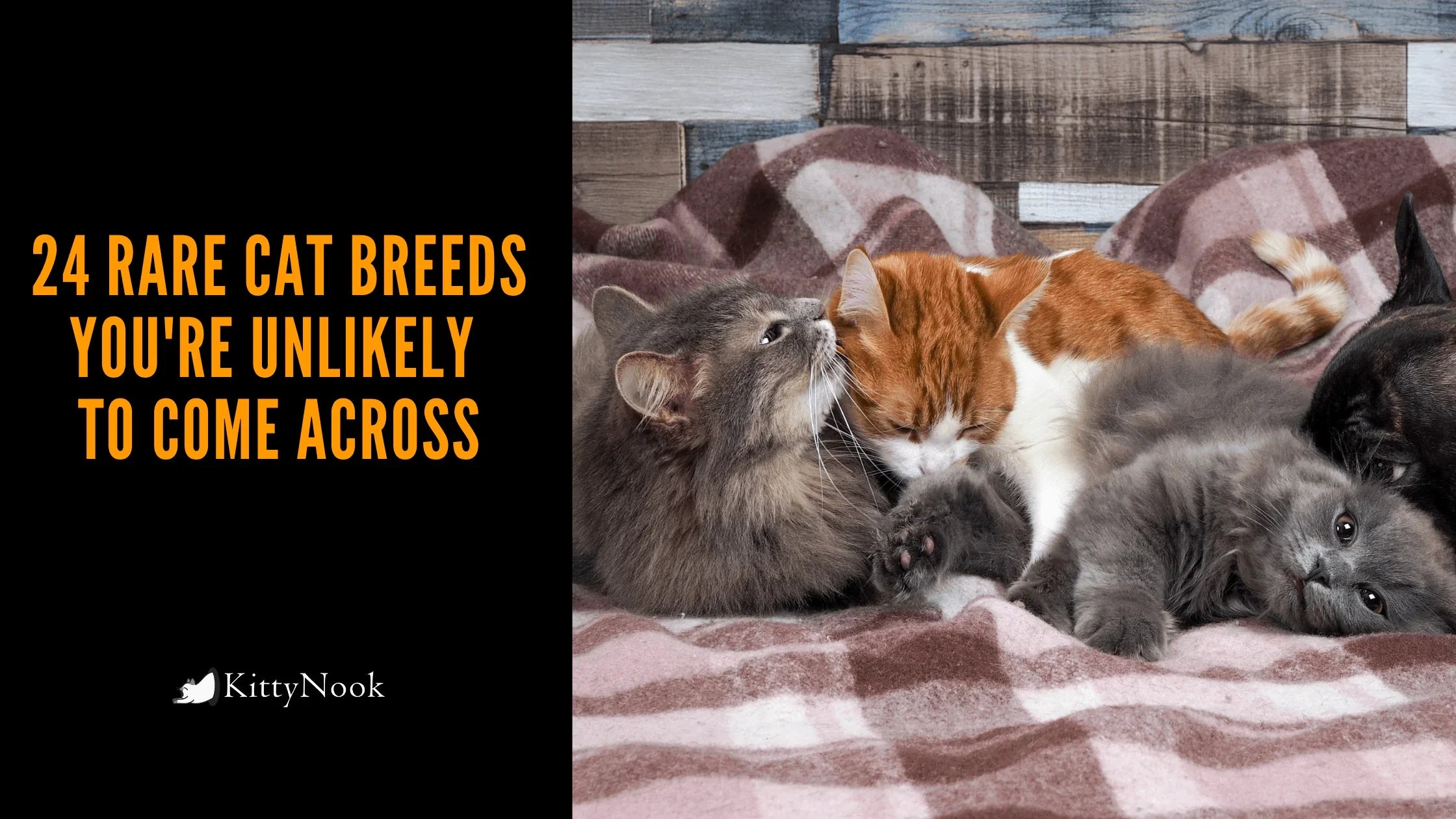 The Rarest Cat Breeds You're Unlikely To Come Across - KittyNook Cat Company