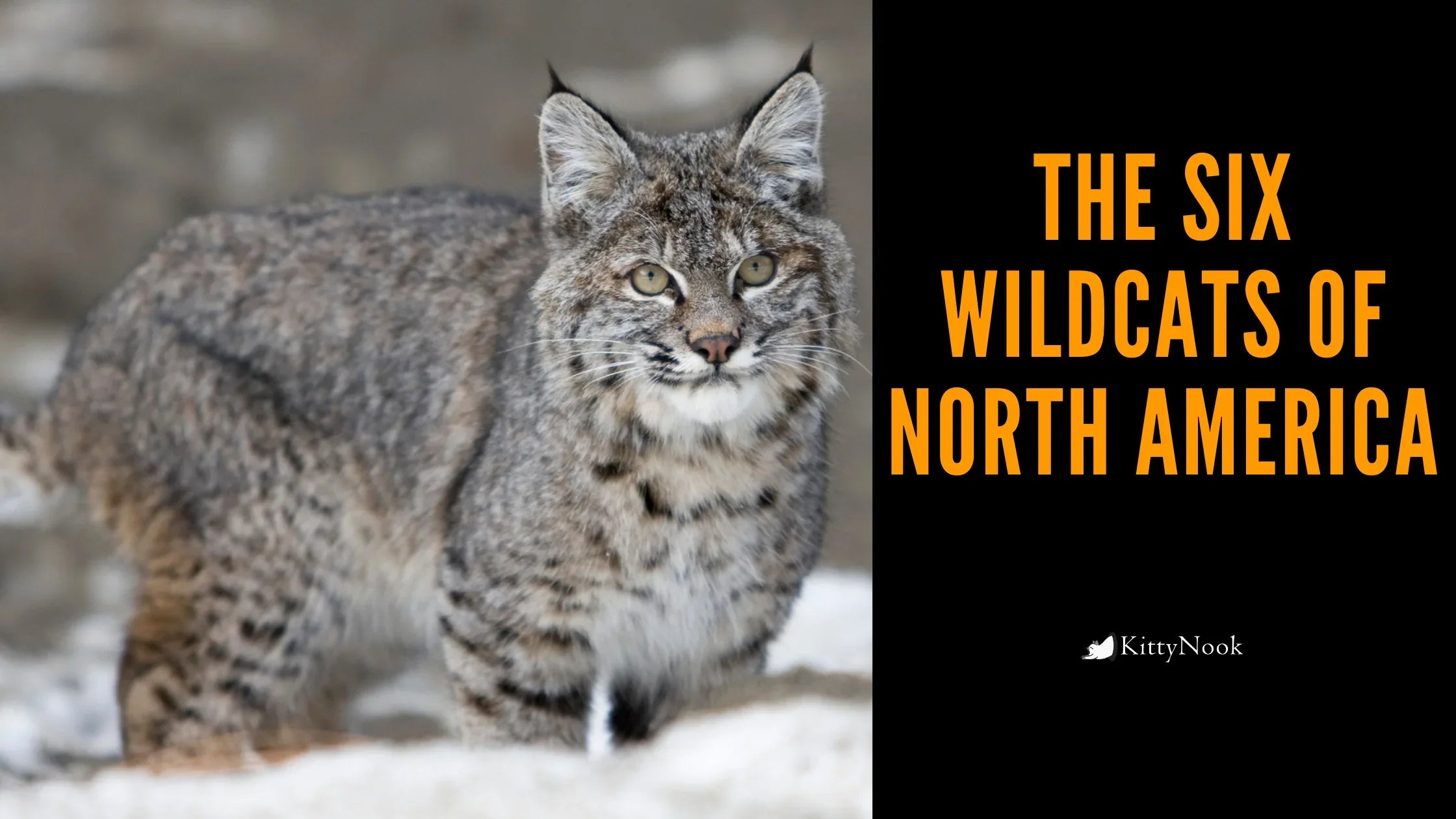 The Six Wildcats of North America - KittyNook Cat Company