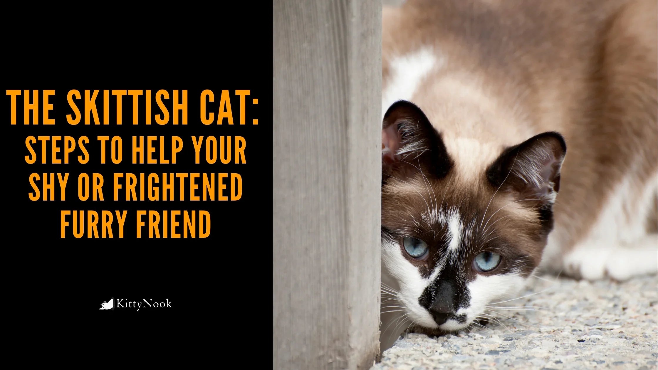 The Skittish Cat: Steps to Help Your Shy or Frightened Furry Friend - KittyNook Cat Company