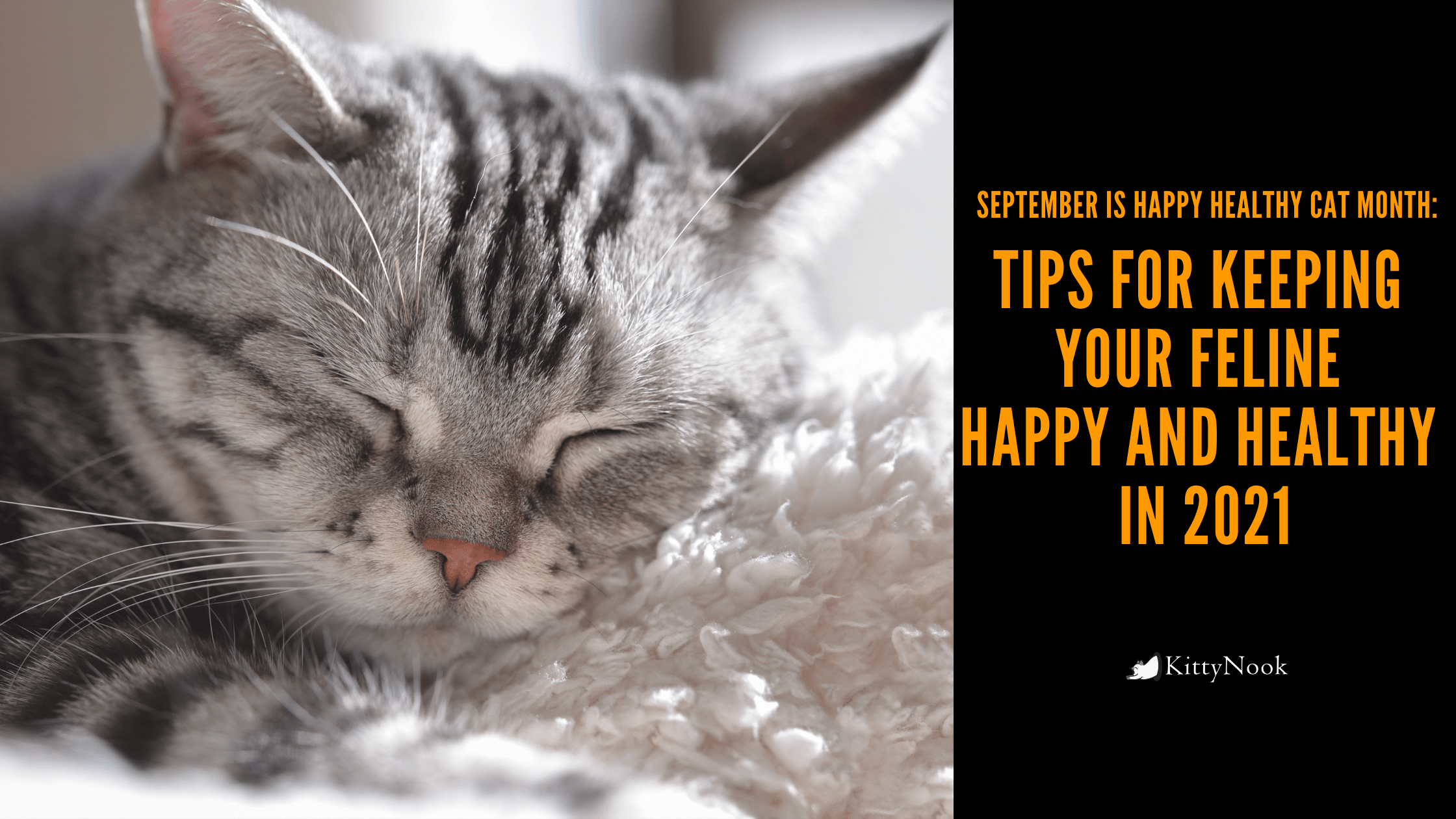 Tips for Keeping Your Feline Happy and Healthy in 2021 - KittyNook