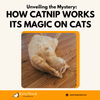 how catnip works its magic on cats