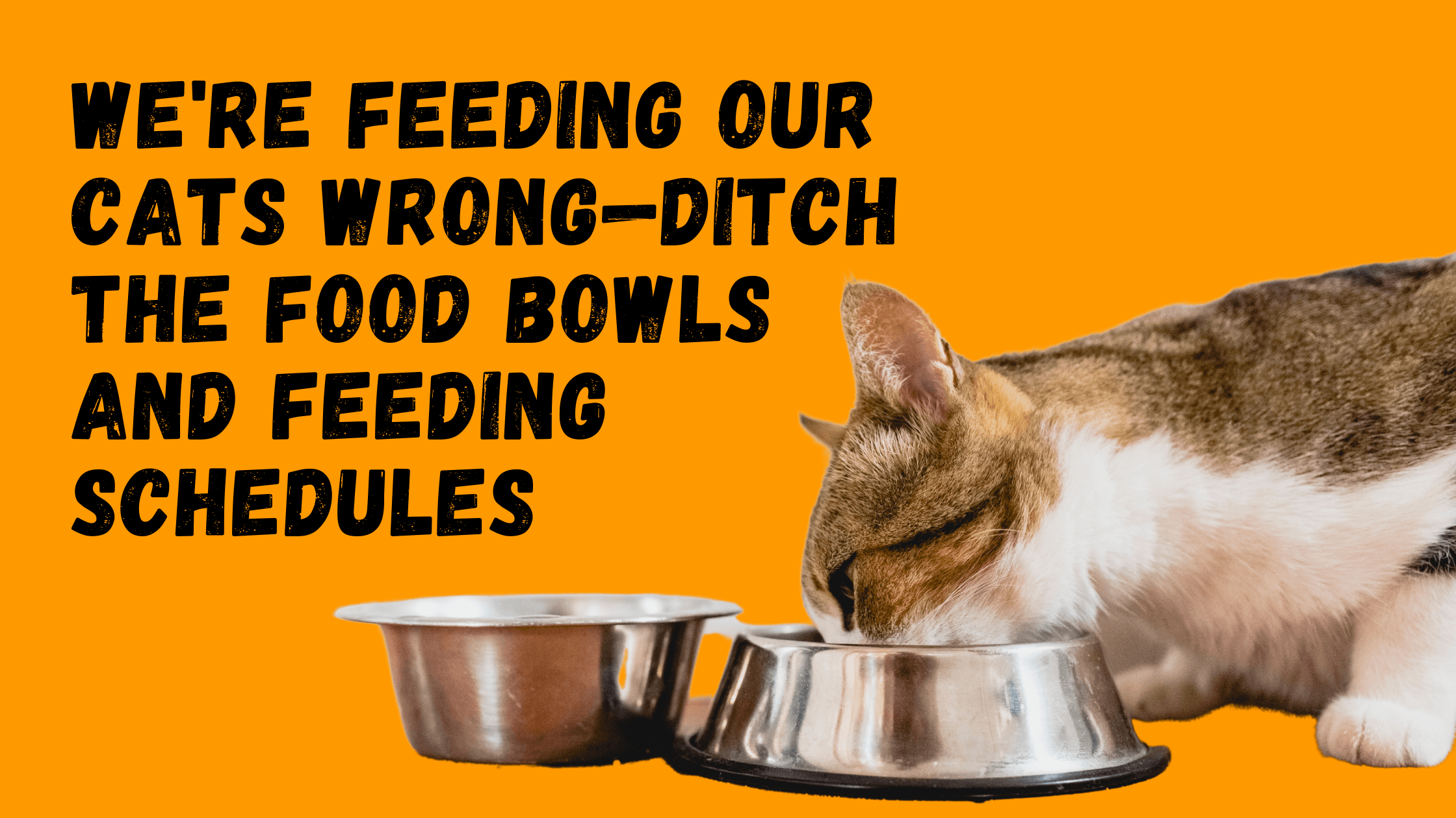 We're Feeding Our Cats Wrong—Ditch the Food Bowls and Feeding Schedules - KittyNook Cat Company