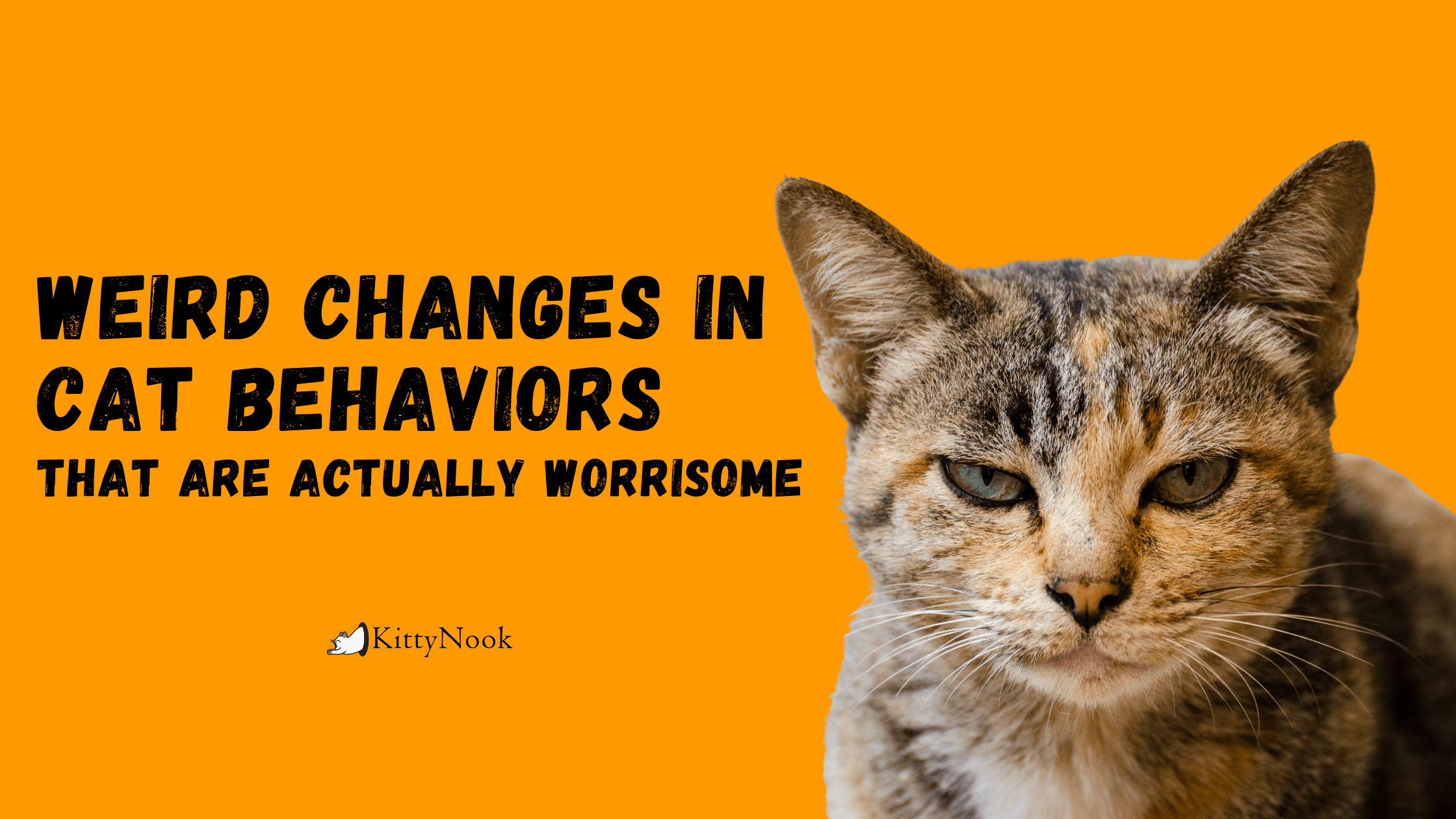 cat grunting on a yellow background with text saying weird changes in cat behaviors