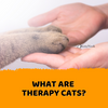 What Are Therapy Cats?