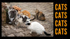 What is a Group of Cats Called? Plus 5 Cat Expressions You Can Use - KittyNook Cat Company