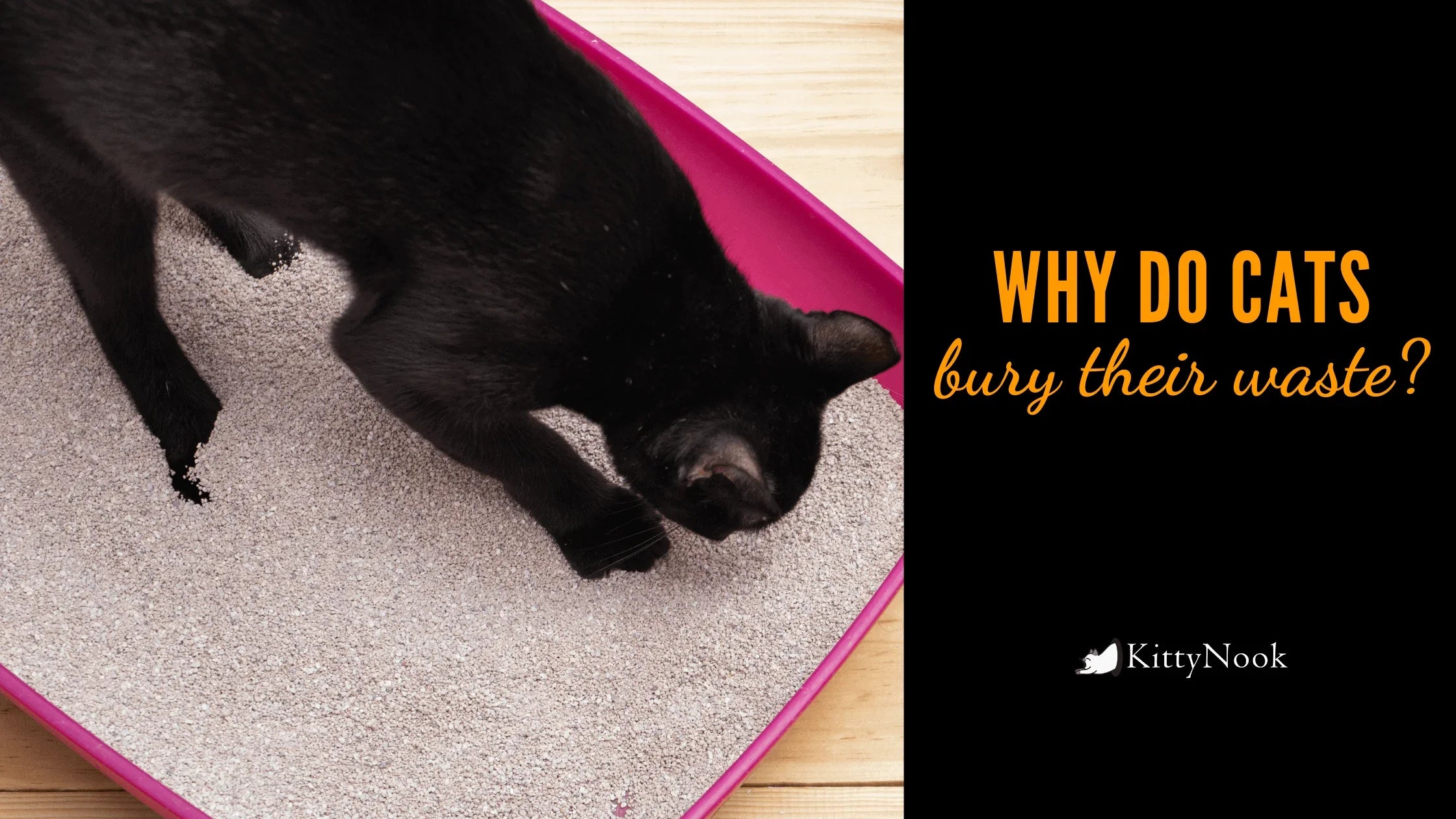 What Is The Explanation Behind Cats Burying Their Waste? - KittyNook Cat Company