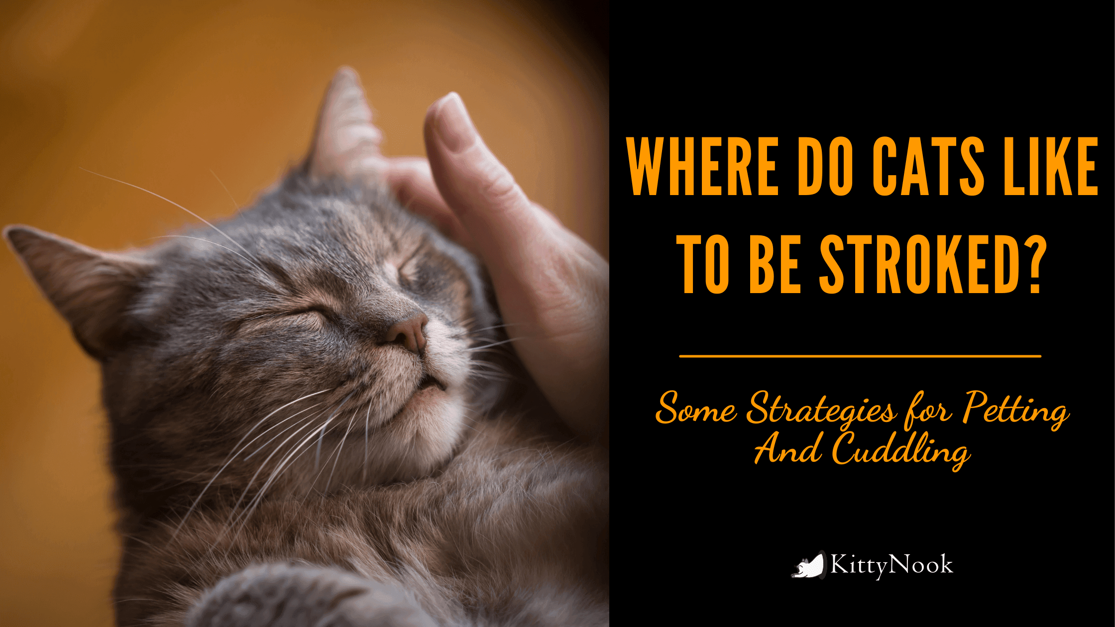 Where Do Cats Like To Be Stroked? - KittyNook