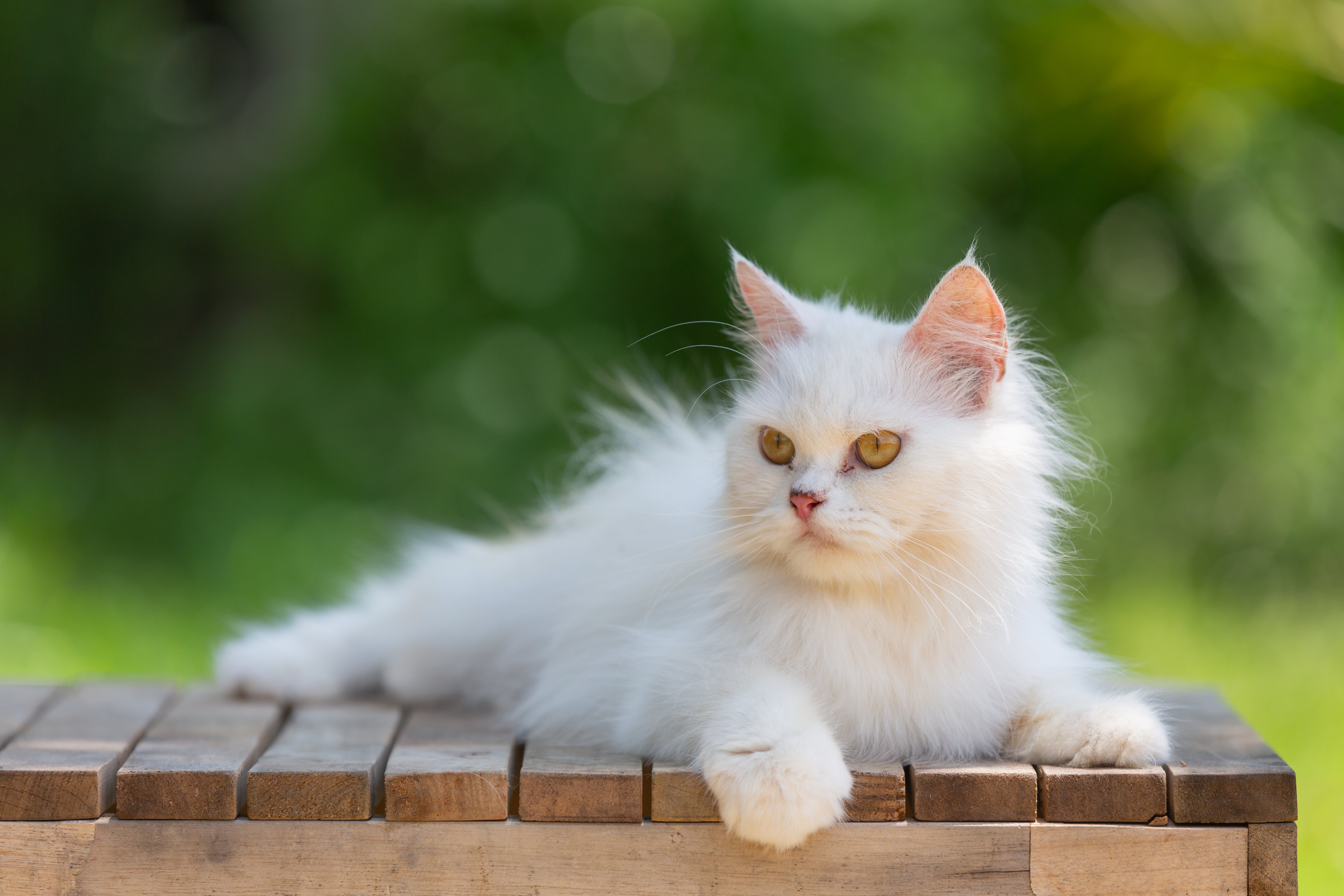 white cat in the garden | Kitty Nook