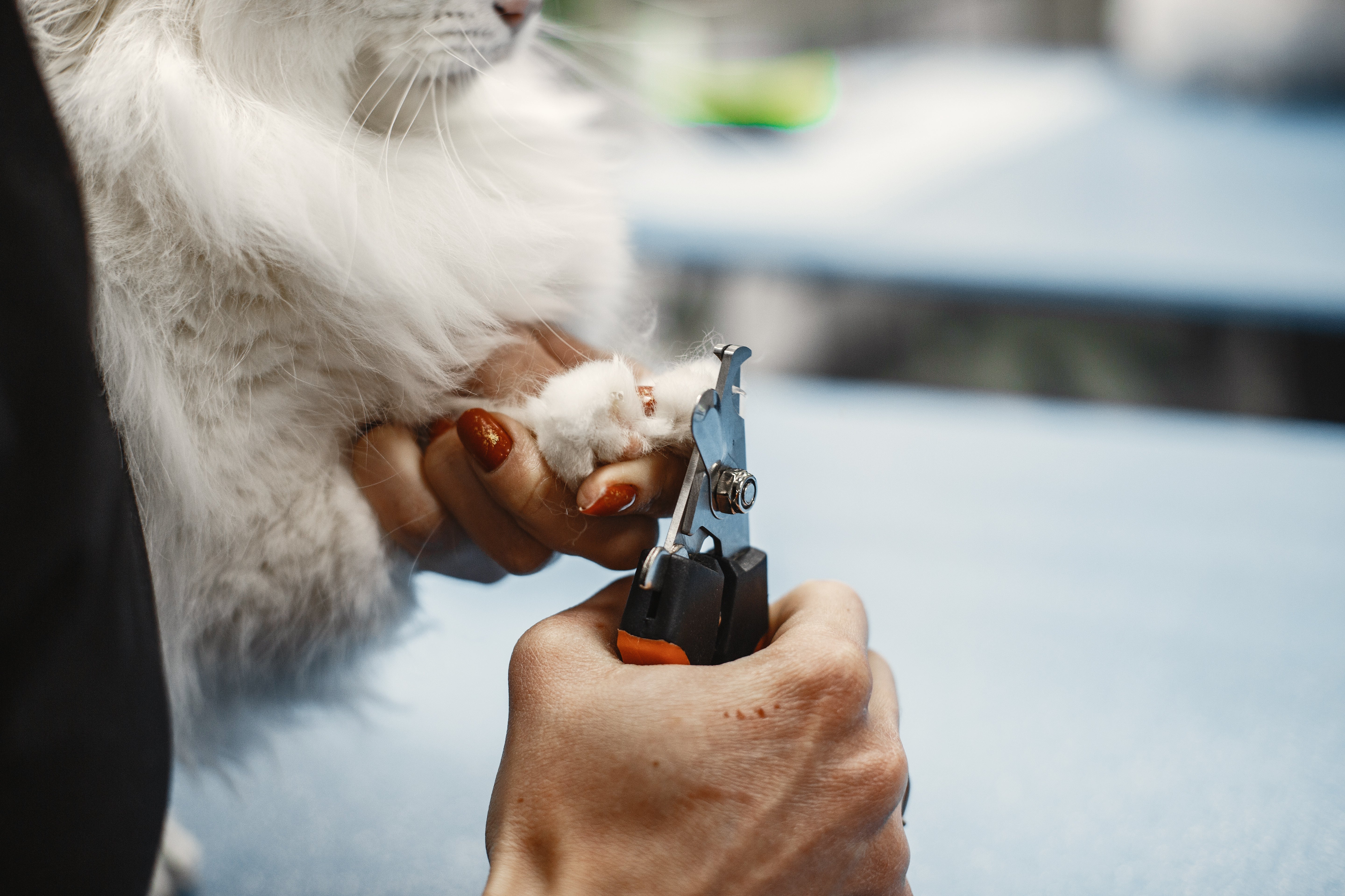 Safe Way to Trim Cat Nails: A Complete, Low‑Stress Guide