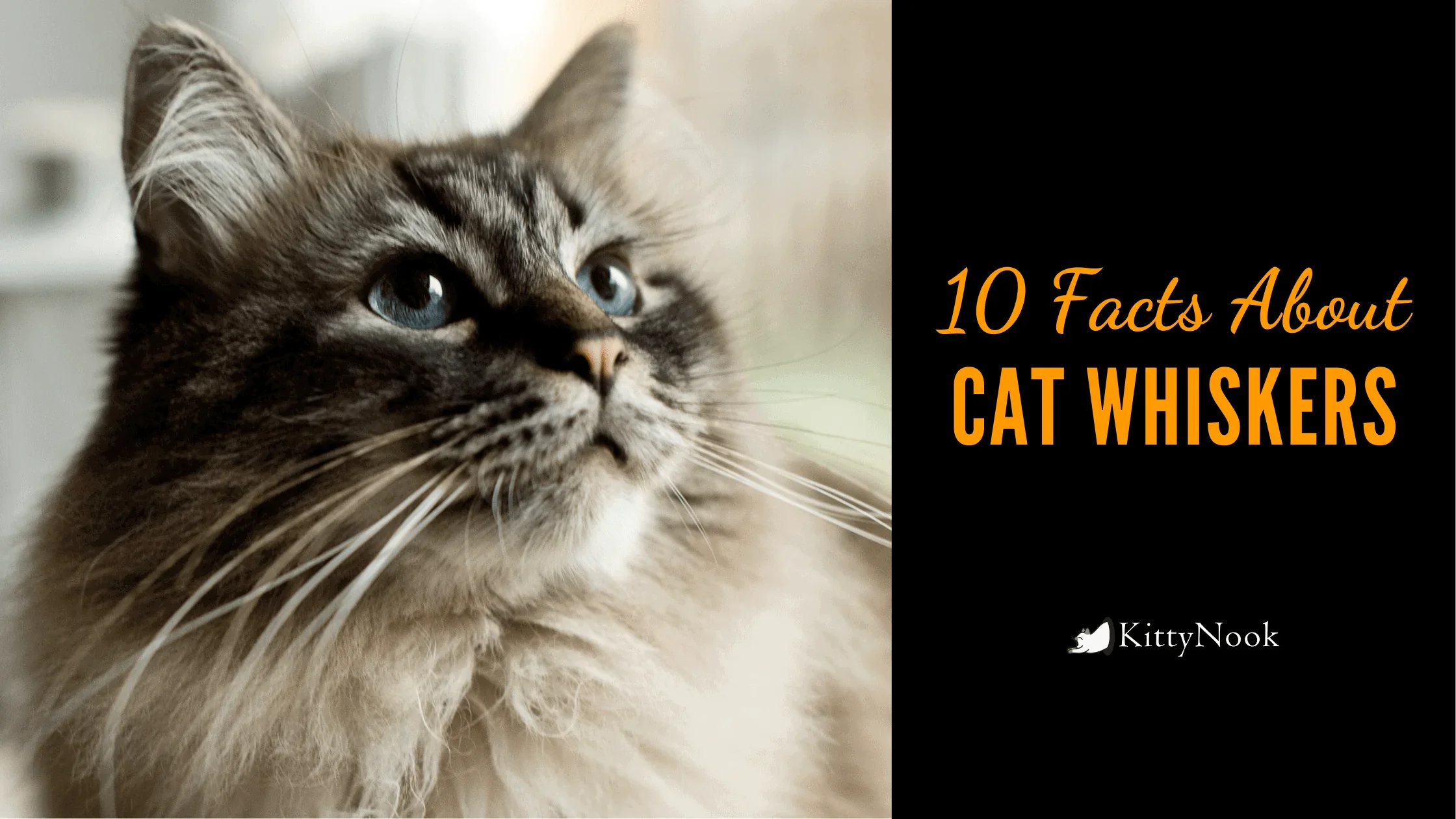 Why Are Cats' Whiskers Important? 10 Facts About Cat Whiskers - KittyNook Cat Company