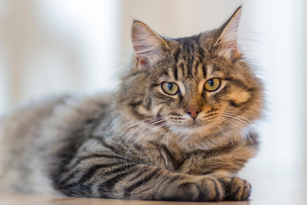 gray tabby cat looking straight on camera