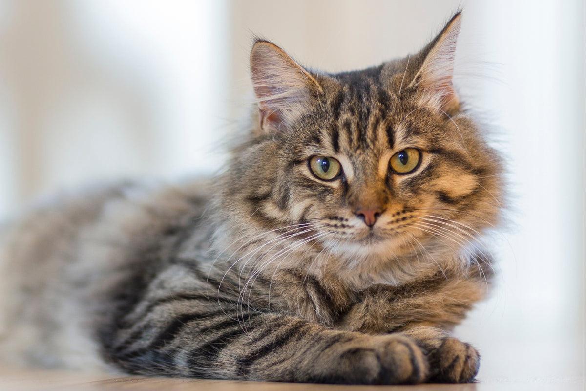 Por Qu Los Gatos Atigrados Son Tan Especiales 10 Datos Fascinante por-qu-los-gatos-atigrados-son-tan-especiales-10-datos-fascinante