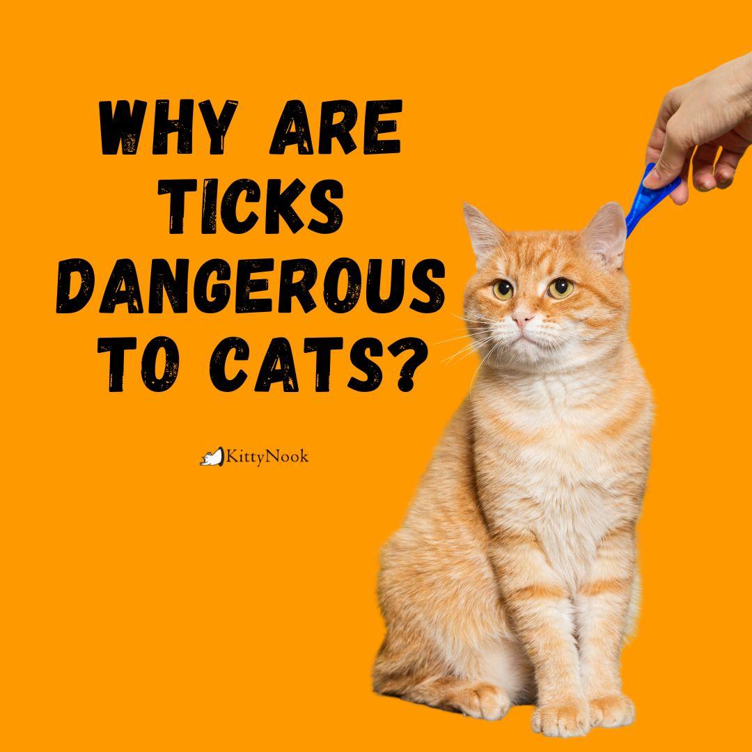 Why are Ticks Dangerous to Cats? - KittyNook Cat Company