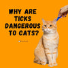 Why are Ticks Dangerous to Cats? - KittyNook Cat Company