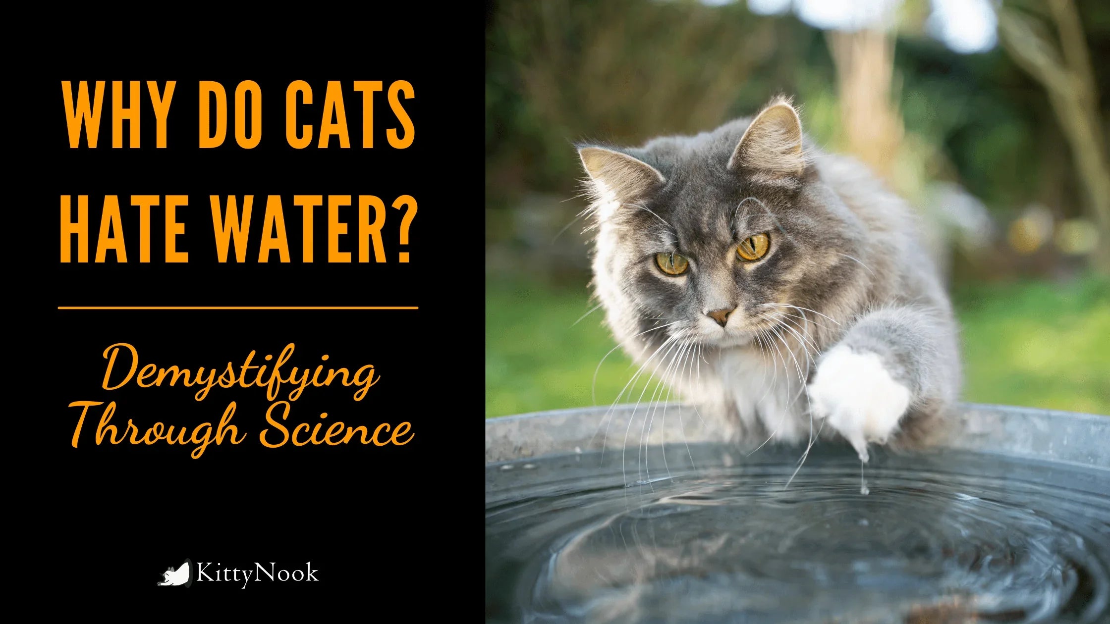 Why Do Cats Hate Water? Demystifying Through Science – KittyNook Cat Co.