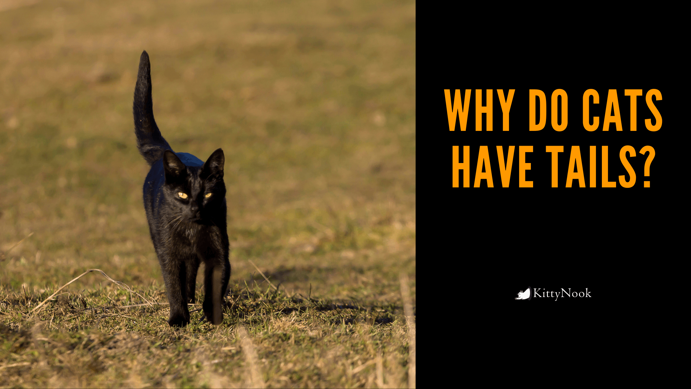 Why Do Cats Have Tails? - KittyNook