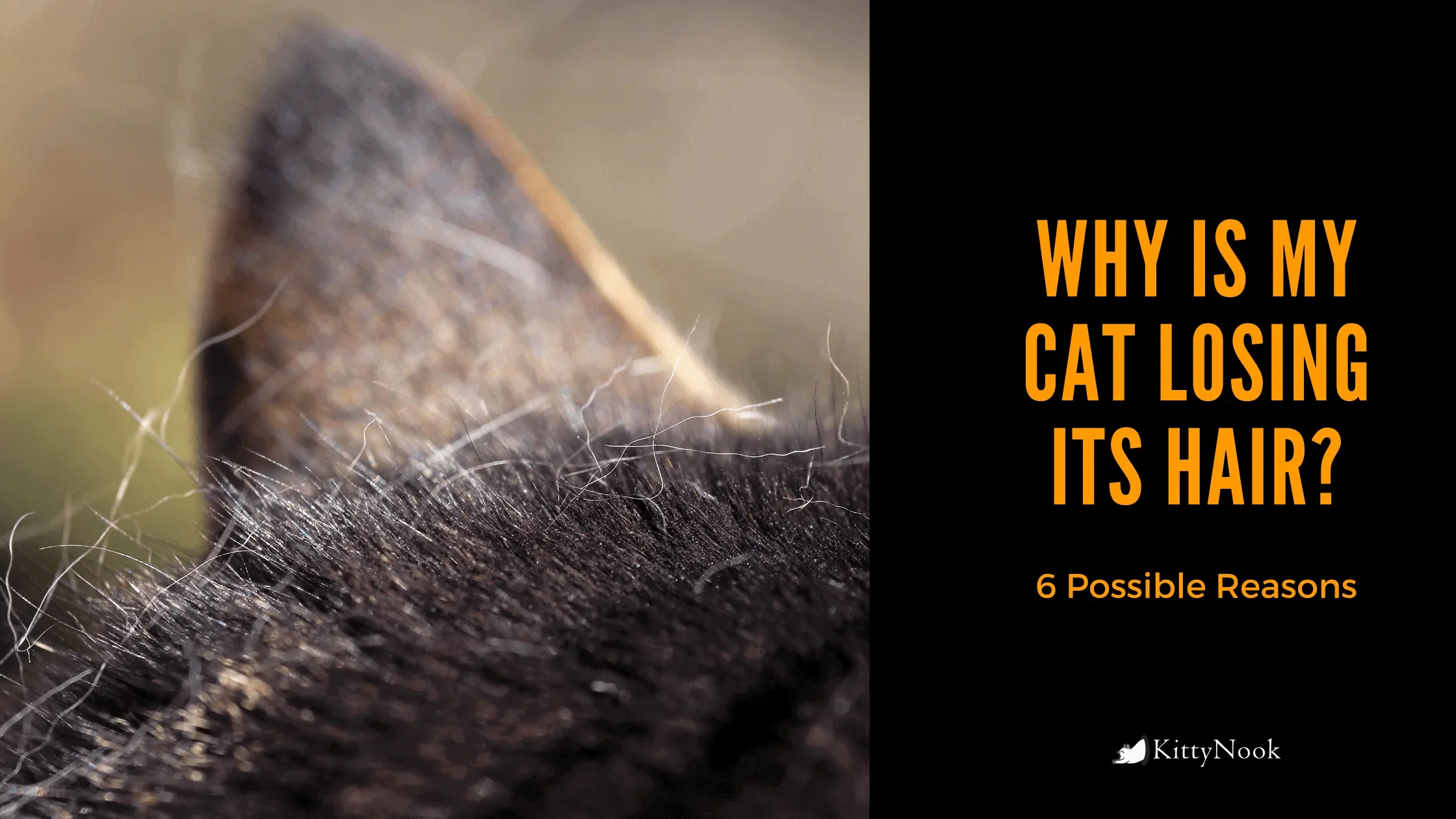 Why Is My Cat Losing Hair? - KittyNook Cat Company