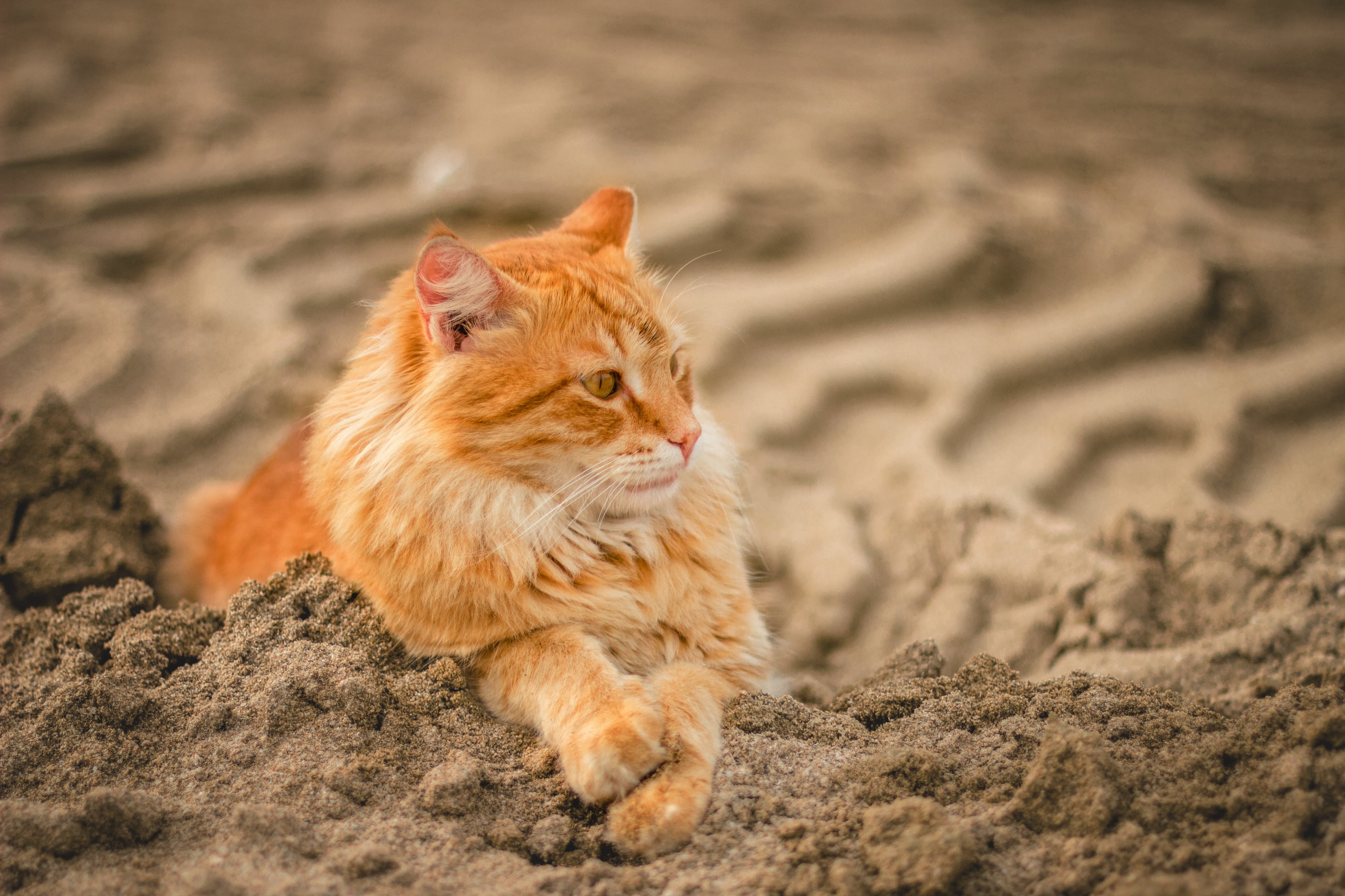 Wide angle shot of a cat lying down on sand during daytime | Kitty Nook