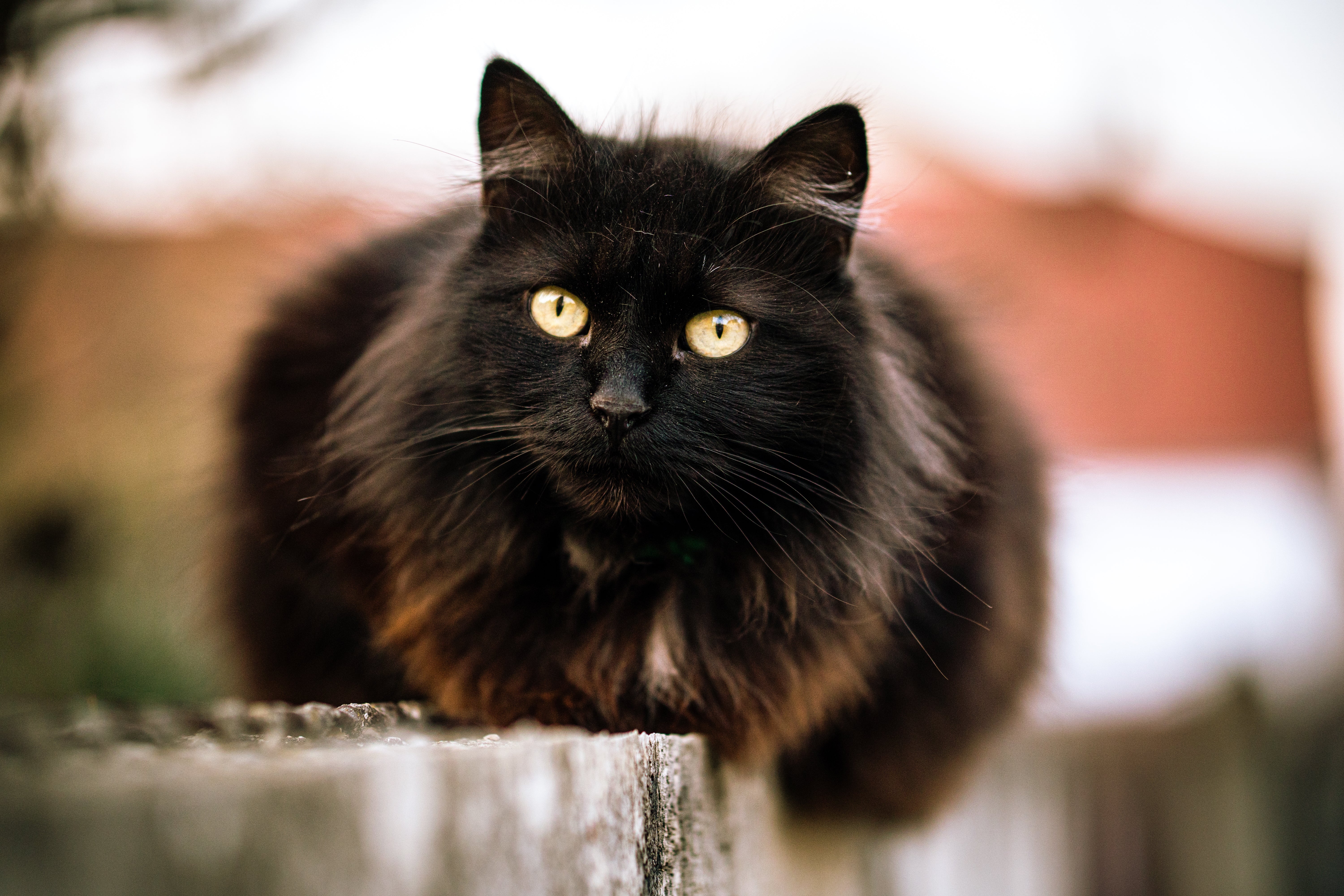 Bombay Cat sitting | Kitty Nook