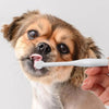 Load image into Gallery viewer, a puppy using Orbital Pet Toothbrush