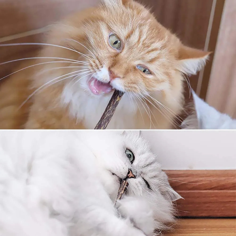 Orange cat enjoys KittyNook Cat Co. All-Natural Catnip Sticks; white cat chews for dental care and stress relief.