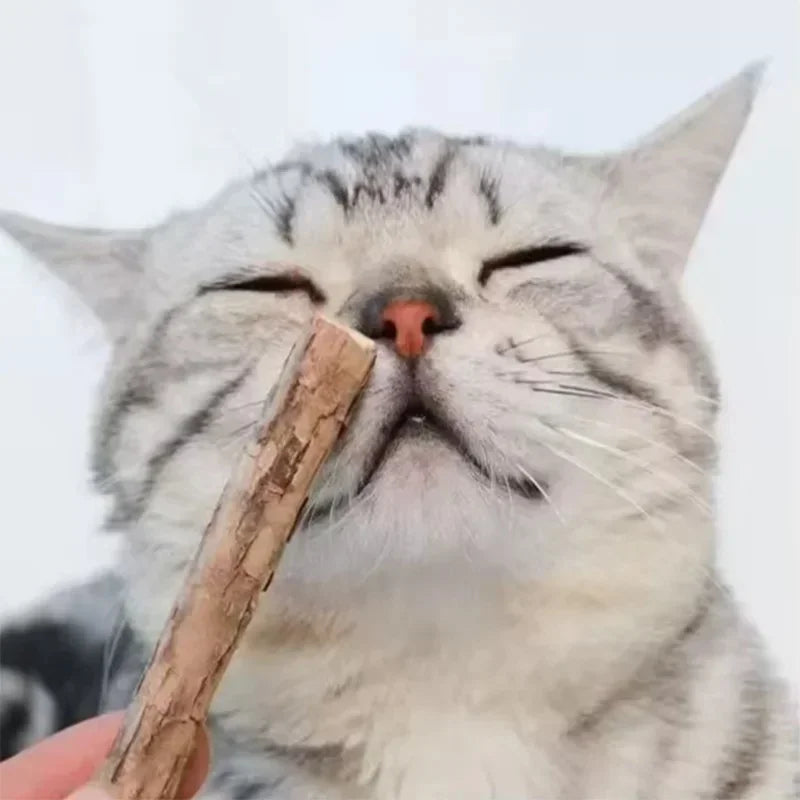 Grey tabby cat relishes KittyNook Cat Co.’s Natural Silvervine Chew Toy Kit, eyes closed in bliss, on plain background.