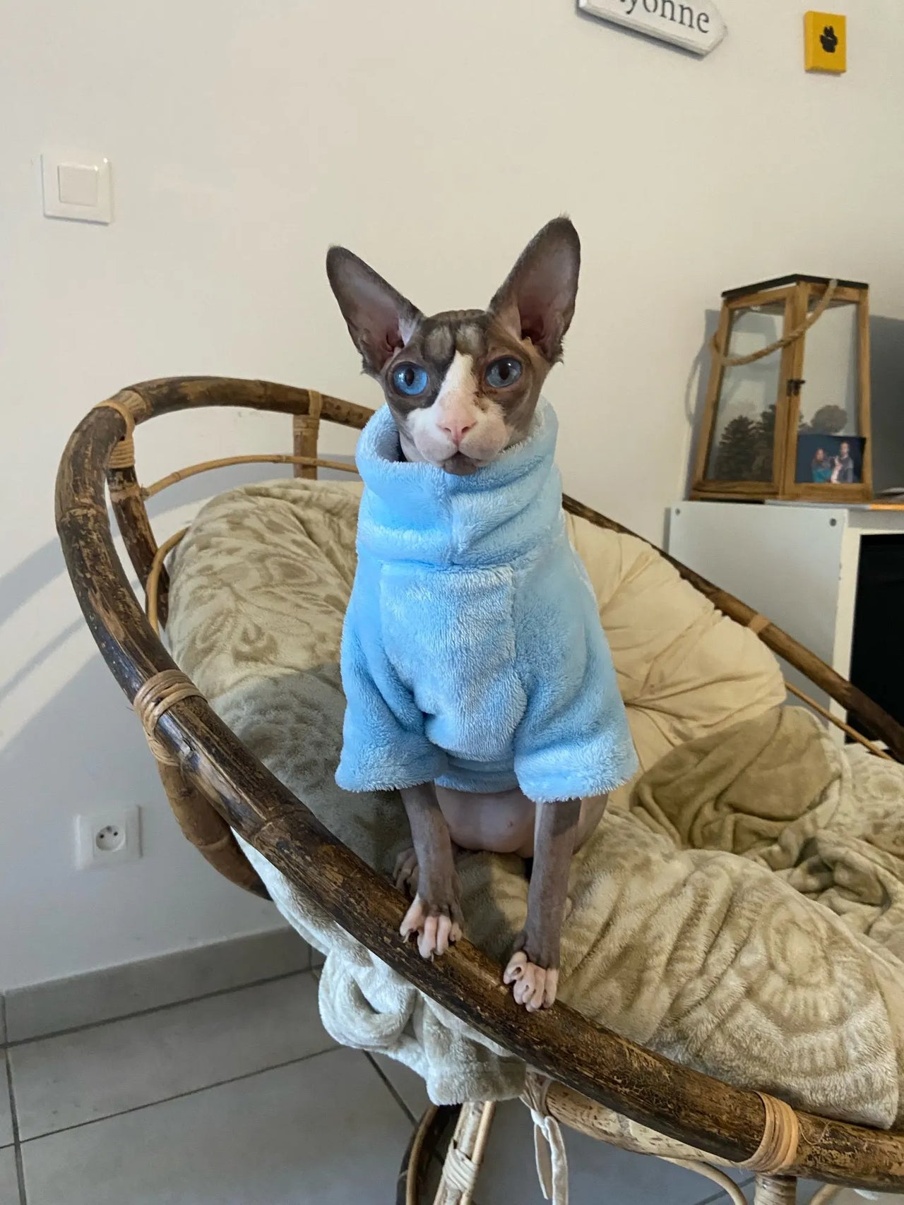 A Sphynx cat in a KittyNook Cat Co. Warm Winter Hoodie for Hairless Kittens sits on a cushioned wicker chair indoors.