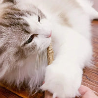 Thumbnail for A white and gray cat chews KittyNook Cat Co. Potent Catnip Sticks for natural dental care and stress relief.