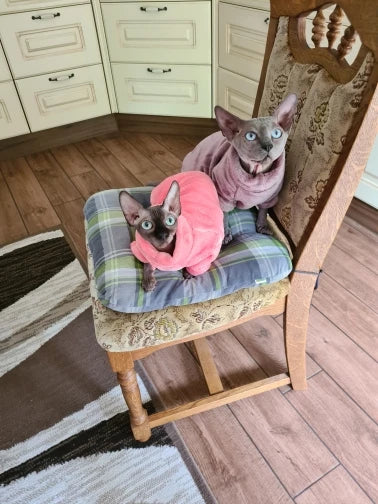 Two Sphynx cats wear KittyNook Cat Co. Warm Winter Hoodies while sitting on a chair in a cozy kitchen.