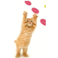 Thumbnail for Orange kitten reaches for foam discs with the KittyNook Turnip Launcher—a fun interactive toy that encourages hunting play.