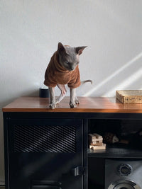 Thumbnail for A hairless cat wears a KittyNook Cat Co. Warm Winter Hoodie, standing on a wooden cabinet by a white wall.