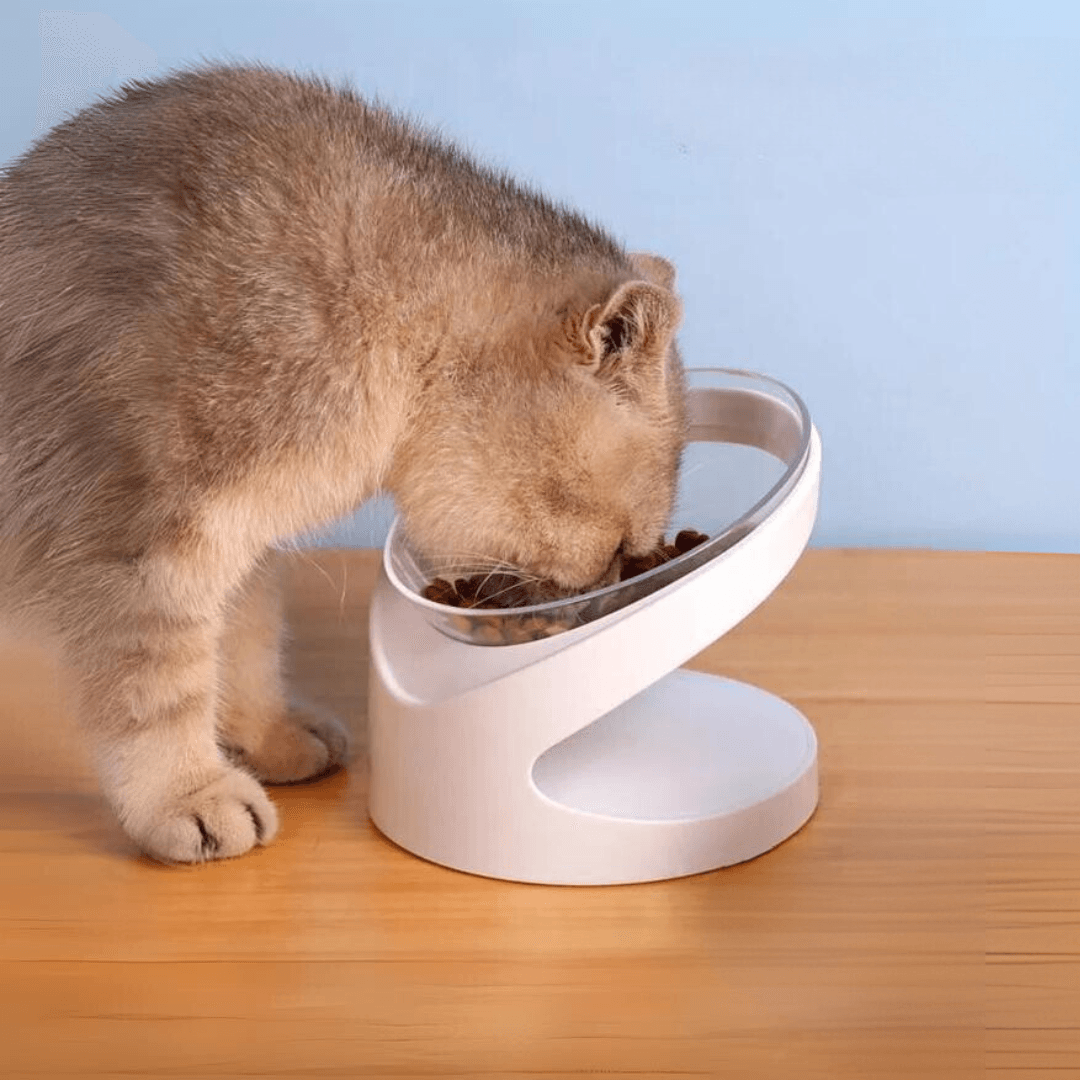 Cat Eating in the Sleek Eats Modern Cat Bowl With Stand
