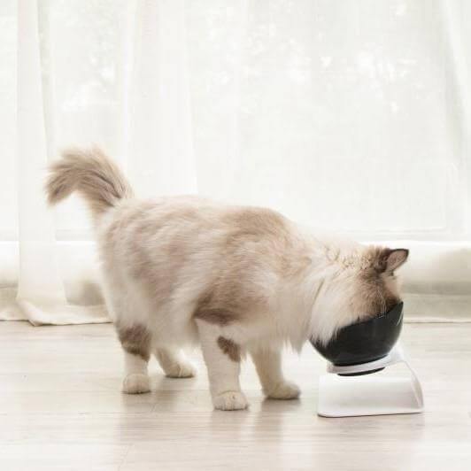 Anti-Vomiting Orthopedic Pet Bowl - KittyNook