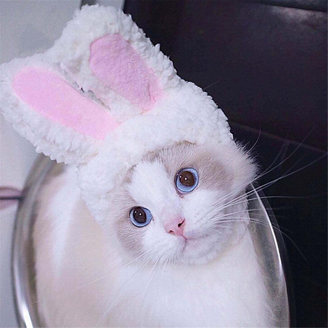 Bunny-Ears Cat Costume - KittyNook