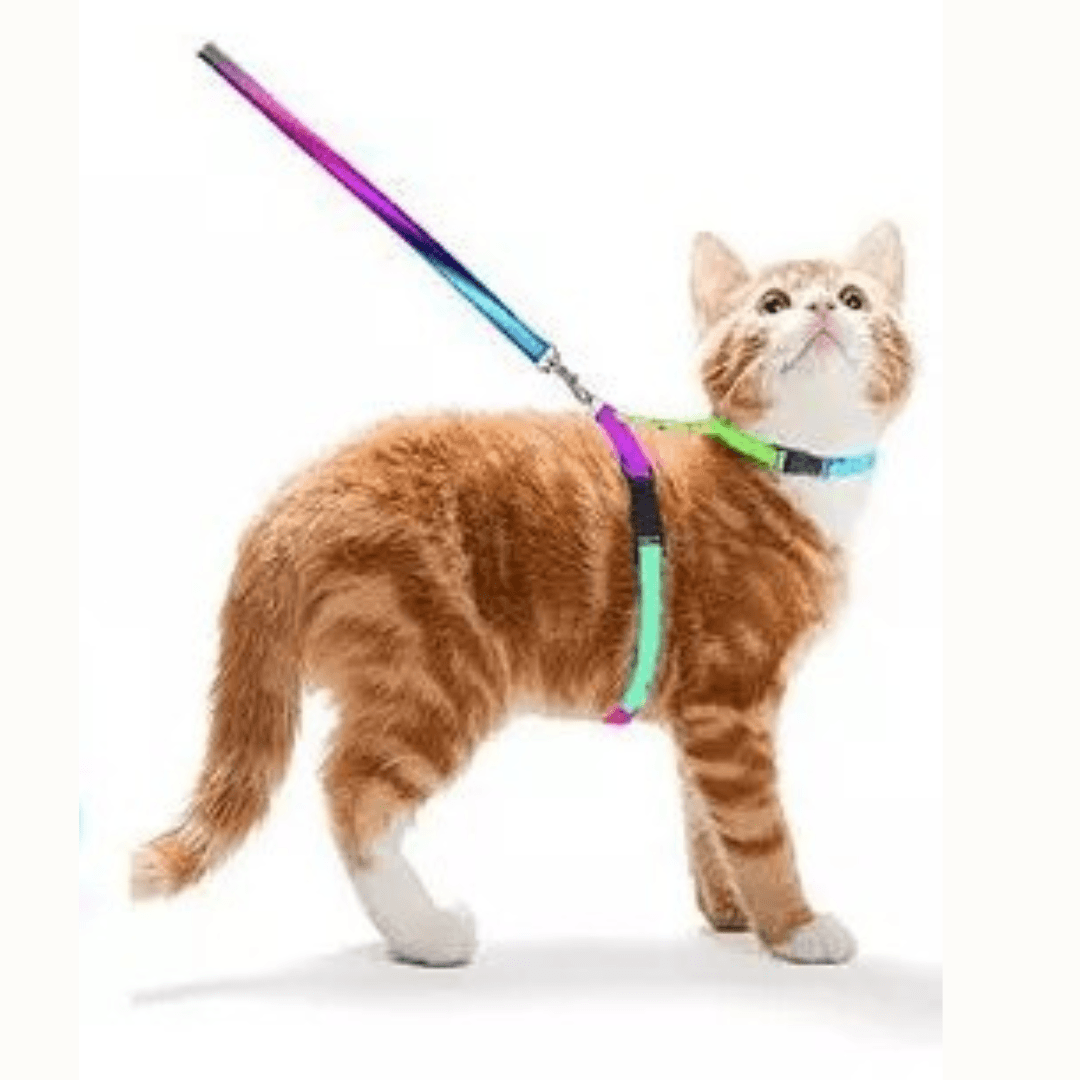 Colorburst Lupine Pet Leash - KittyNook Cat Company