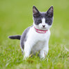 Leather Nameplate Cat Collar - KittyNook