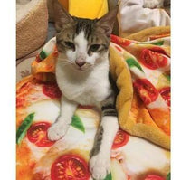 Thumbnail for Pizza Pet Bed - KittyNook