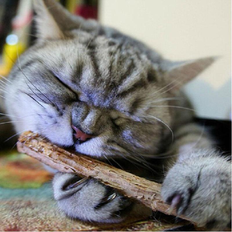 Natural Matatabi Chompy Sticks Cat Toys KittyNook   